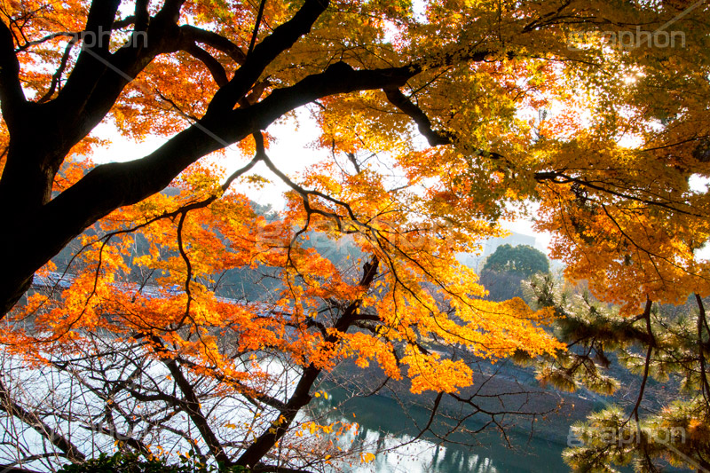秋の北の丸公園,北の丸公園,千代田区,皇居,国民公園,公園,江戸城,千鳥ヶ淵公園,九段下,武道館,秋,紅葉,park,autumn,堀