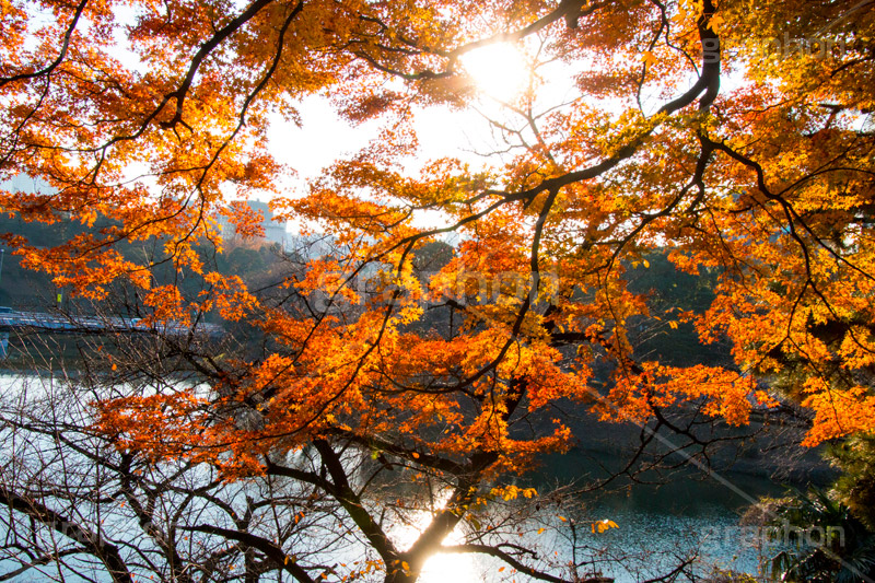 秋の北の丸公園,北の丸公園,千代田区,皇居,国民公園,公園,江戸城,千鳥ヶ淵公園,九段下,武道館,秋,紅葉,park,autumn,逆光,フレア,flare,堀