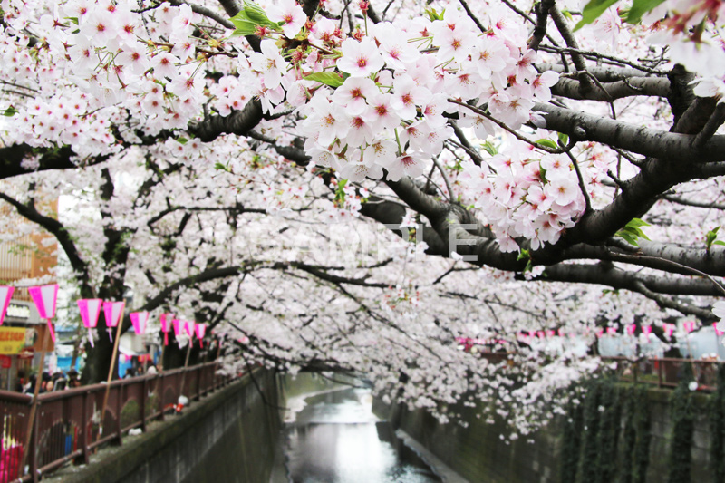 目黒川-桜まつり,桜,ソメイヨシノ,そめいよしの,さくら,サクラ,桜まつり,花見,お花見,花,お花,フラワー,はな,綺麗,きれい,キレイ,満開,咲,祭り,まつり,春,ちょうちん,提灯,提燈,中目黒,目黒区,目黒川,blossom,japan,flower