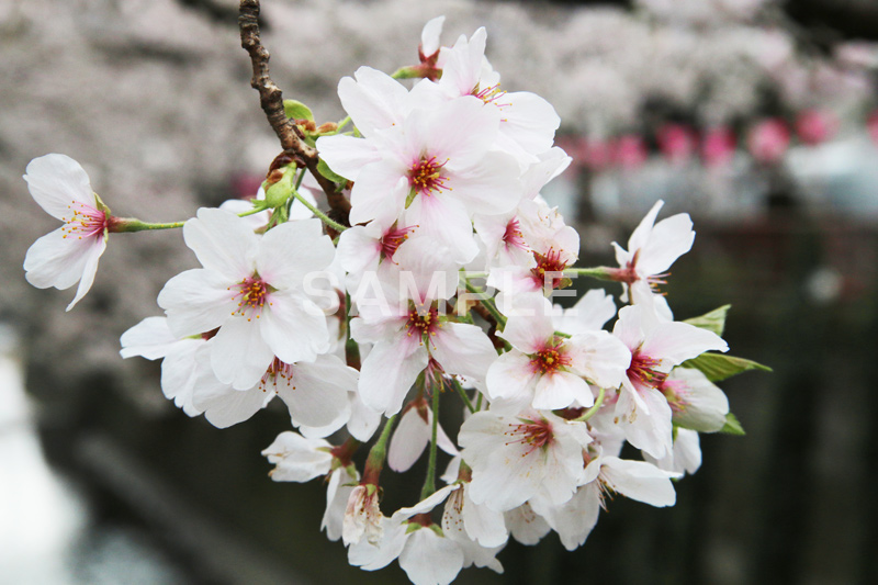 目黒川-桜まつり,桜,ソメイヨシノ,そめいよしの,さくら,サクラ,桜まつり,花見,お花見,花,お花,フラワー,はな,綺麗,きれい,キレイ,満開,咲,春,中目黒,目黒区,目黒川,blossom,japan,flower
