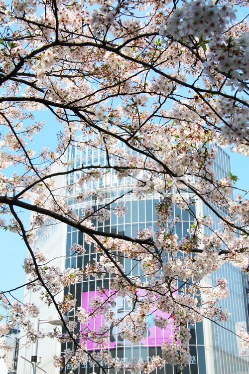 渋谷の桜,桜,ソメイヨシノ,そめいよしの,さくら,サクラ,桜まつり,花見,お花見,花,お花,フラワー,はな,綺麗,きれい,キレイ,満開,咲,渋谷,しぶや,春,shibuya,blossom,japan,flower