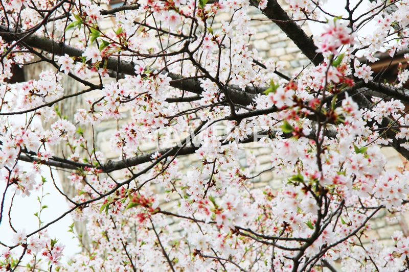 ソメイヨシノ,そめいよしの,桜,さくら,サクラ,桜まつり,花見,お花見,花,お花,フラワー,はな,綺麗,きれい,キレイ,蕾,つぼみ,咲,春,blossom,japan,flower