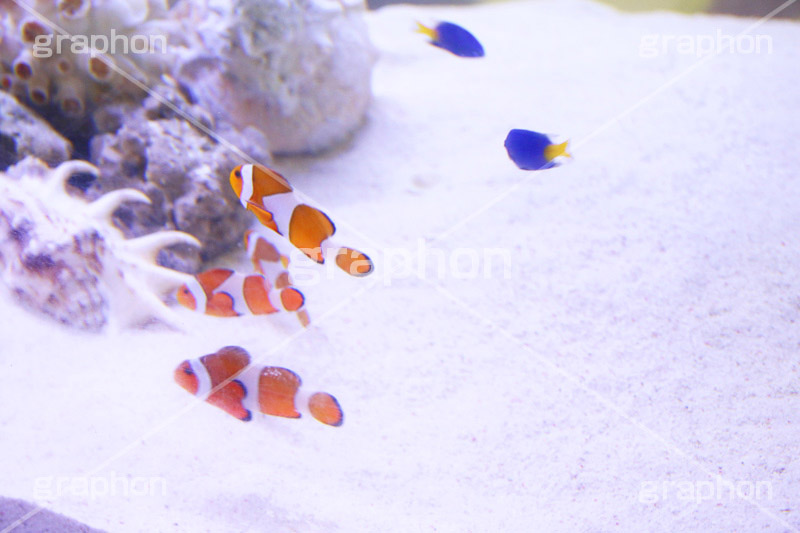 クマノミ,水族館,アクアリウム,アクア,魚,深海,クマノミ,水槽,シマ,隠れ,カクレクマノミ,くまのみ,フィッシュ,fish,aquarium