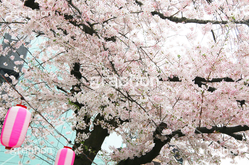 自由が丘-桜,桜,ソメイヨシノ,そめいよしの,さくら,サクラ,桜まつり,花見,お花見,花,お花,フラワー,はな,綺麗,きれい,キレイ,満開,咲,自由が丘,祭り,まつり,春,目黒区,ちょうちん,提灯,提燈,九品仏川緑道,九品仏,緑道,flower,blossom,japan