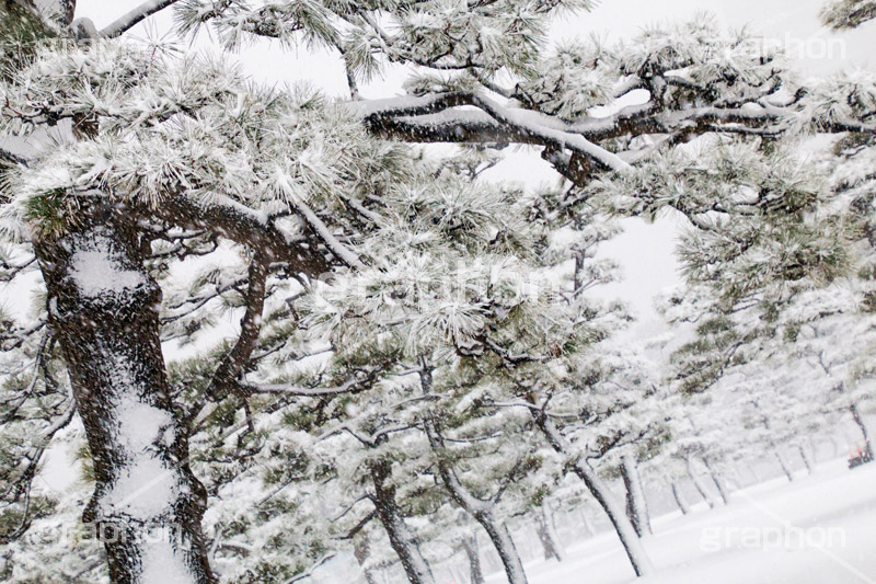 大雪の皇居,皇居,松,雪,冬,積もる,降る,寒波,大雪,天皇,宮殿,東京,千代田区,大手町,重要文化財,和,和風,吹雪,snow,japan,tokyo