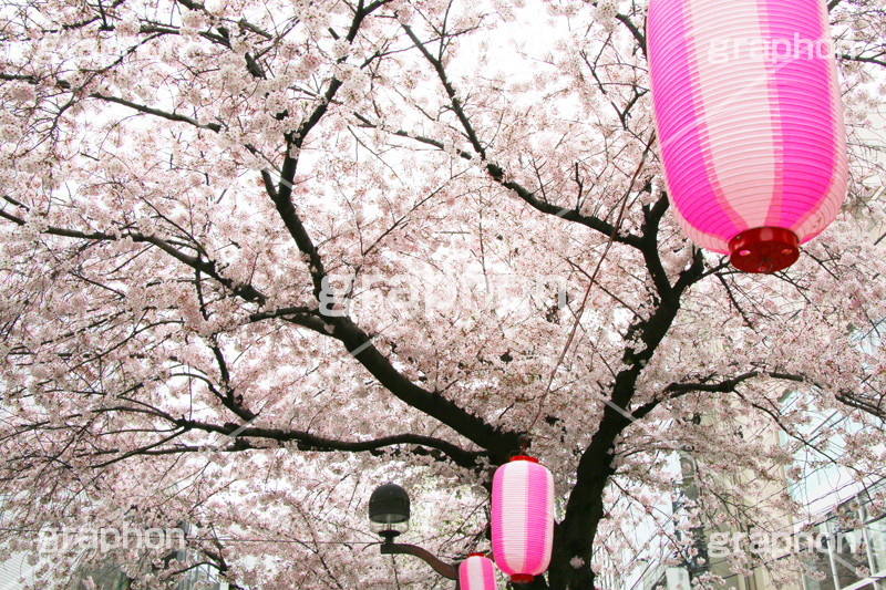自由が丘-桜,桜,ソメイヨシノ,そめいよしの,さくら,サクラ,桜まつり,花見,お花見,花,お花,フラワー,はな,綺麗,きれい,キレイ,満開,咲,自由が丘,祭り,まつり,春,目黒区,ちょうちん,提灯,提燈,九品仏川緑道,九品仏,緑道,flower,blossom,japan