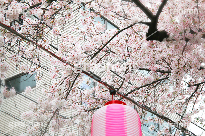 自由が丘-桜,桜,ソメイヨシノ,そめいよしの,さくら,サクラ,桜まつり,花見,お花見,花,お花,フラワー,はな,綺麗,きれい,キレイ,満開,咲,自由が丘,春,目黒区,ちょうちん,提灯,提燈,九品仏川緑道,九品仏,緑道,flower,blossom,japan