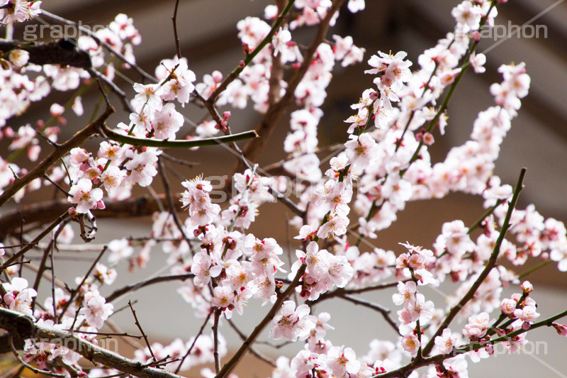 梅の花,梅,うめ,春,季語,花見,お花見,花,華,フラワー,お正月,正月,年賀状,flower,spring,japan