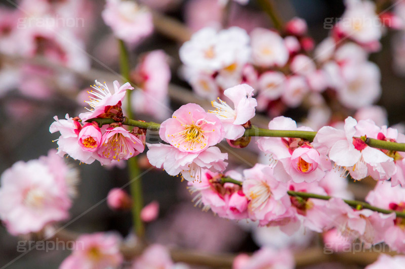 梅の花,梅,うめ,春,季語,花見,お花見,花,華,フラワー,お正月,正月,年賀状,flower,spring,japan