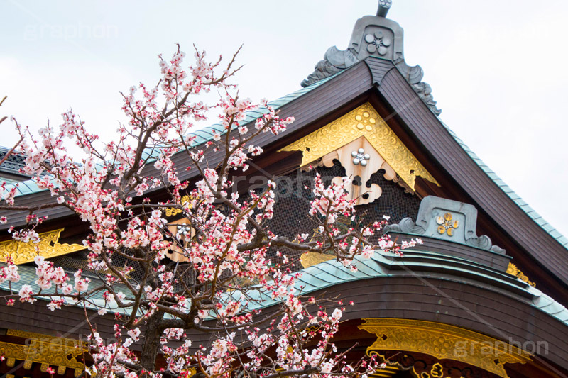 湯島天神の梅,梅,うめ,春,季語,湯島天満宮,文京区,神社,湯島神社,湯島天神,spring,japan,学問,合格祈願,参拝,まつり,祭り,花見,お花見,花,華,フラワー,flower
