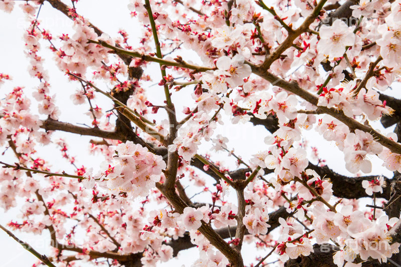 梅の花,梅,うめ,春,季語,花見,お花見,花,華,フラワー,お正月,正月,年賀状,flower,spring,japan