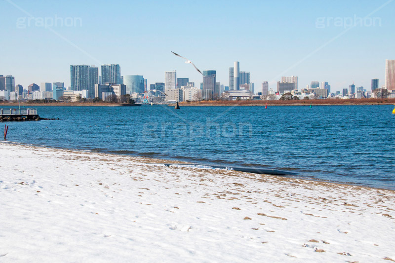 お台場の雪とカモメ,雪,積雪,残雪,寒波,鳥,野鳥,鴎,かもめ,カモメ,ユリカモメ,海辺,海岸,お台場,台場,東京都港区台場,東京臨海副都心,御台場,東京湾,港区,積もる,積雪,青空,東京,オリンピック,tokyo,olympic,DAIBA,snow,winter