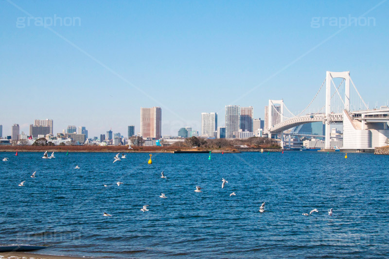 レインボーブリッジ,橋,ブリッジ,吊り橋,東京港連絡橋,お台場,台場,東京都港区台場,東京臨海副都心,御台場,東京湾,港区,鳥,野鳥,鴎,かもめ,カモメ,ユリカモメ,青空,オリンピック,olympic,DAIBA