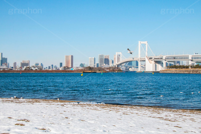 お台場の雪とカモメ,雪,積雪,残雪,寒波,鳥,野鳥,鴎,かもめ,カモメ,ユリカモメ,海辺,海岸,お台場,台場,東京都港区台場,東京臨海副都心,御台場,東京湾,港区,積もる,積雪,レインボーブリッジ,橋,ブリッジ,吊り橋,東京港連絡橋,青空,東京,オリンピック,tokyo,olympic,DAIBA,snow,winter