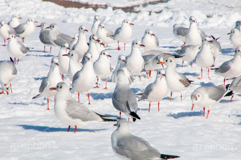 お台場の雪とカモメ,雪,積雪,残雪,寒波,鳥,野鳥,鴎,かもめ,カモメ,ユリカモメ,海辺,海岸,お台場,台場,東京都港区台場,東京臨海副都心,御台場,東京湾,港区,積もる,積雪,たくさん,群れ,東京,tokyo,DAIBA,snow,winter