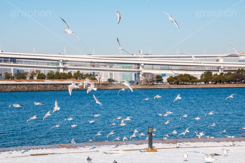 お台場の雪とカモメ,雪,積雪,残雪,寒波,鳥,野鳥,鴎,かもめ,カモメ,ユリカモメ,海辺,海岸,お台場,台場,東京都港区台場,東京臨海副都心,御台場,東京湾,港区,積もる,積雪,たくさん,群れ,東京,オリンピック,tokyo,olympic,DAIBA,snow,winter