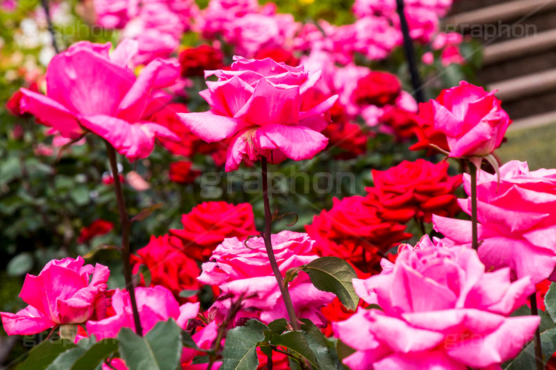 バラ,花,お花,フラワー,ローズ,flower,rose,園芸種,灌木,低木,つる植物,春,spring,薔薇