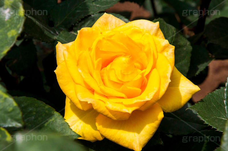 バラ,花,お花,フラワー,ローズ,flower,rose,園芸種,灌木,低木,つる植物,春,spring,インカ,薔薇