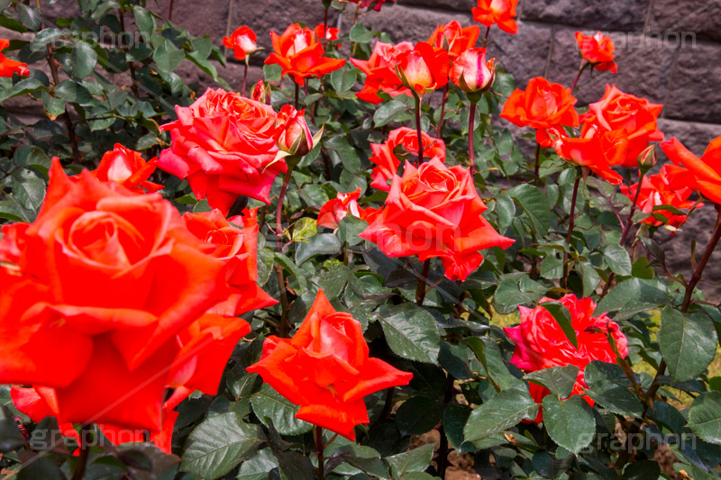 バラ,花,お花,フラワー,ローズ,flower,rose,園芸種,灌木,低木,つる植物,春,spring,ローラ,薔薇