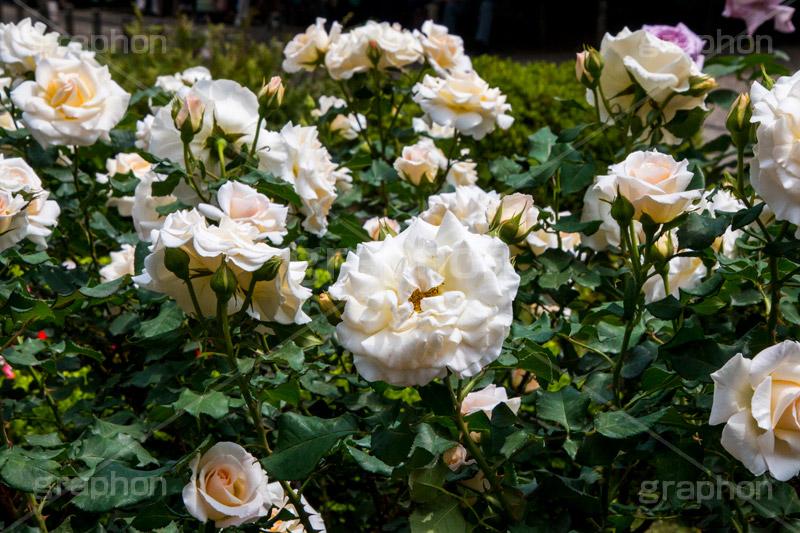 バラ,花,お花,フラワー,ローズ,flower,rose,園芸種,灌木,低木,つる植物,春,spring,薔薇