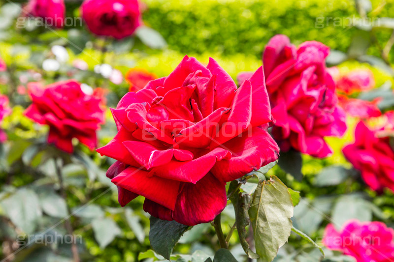 バラ,花,お花,フラワー,ローズ,flower,rose,園芸種,灌木,低木,つる植物,春,spring,パパ･メイアン,薔薇