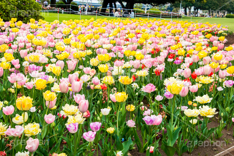 山下公園のチューリップ,山下公園,春,チューリップ,花,フラワー,spring,flower,tulip,pastel,パステル,花壇,横浜港,横浜,神奈川