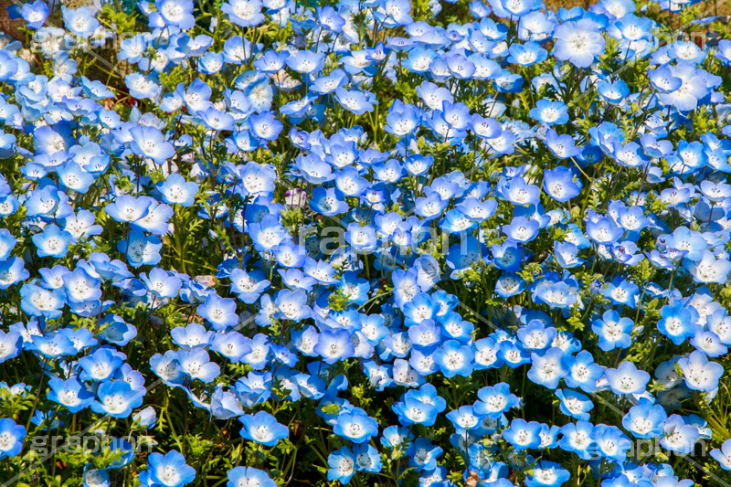 ネモフィラ,ムラサキ科,春,花,お花,フラワー,flower,spring,ルリカラクサ,瑠璃唐草,空色,青紫色,花壇