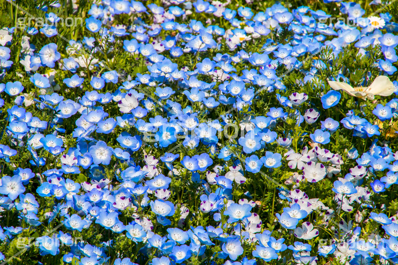 ネモフィラ,ムラサキ科,春,花,お花,フラワー,flower,spring,ルリカラクサ,瑠璃唐草,空色,青紫色,花壇