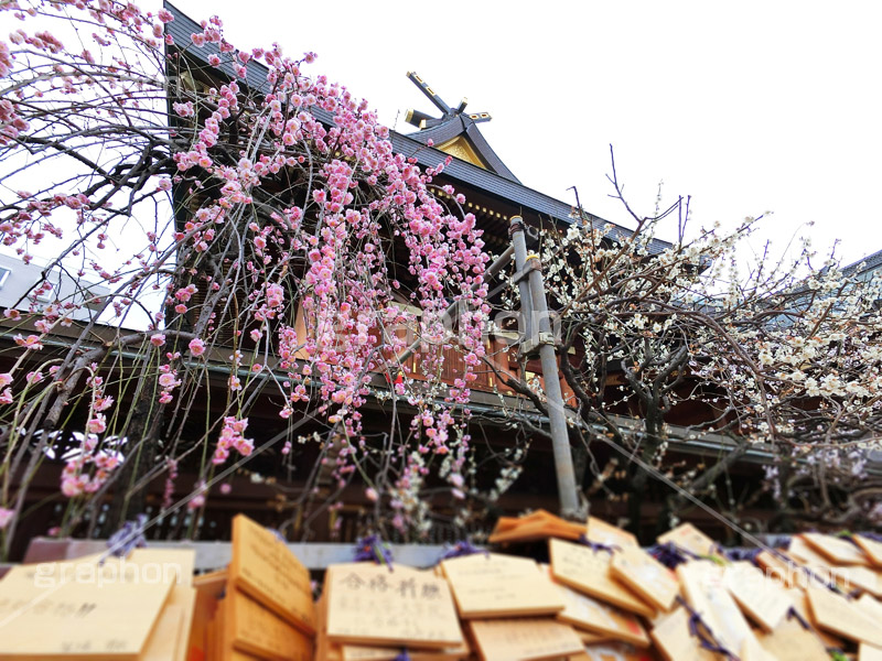 湯島天神の梅,梅,うめ,春,季語,湯島天満宮,文京区,神社,湯島神社,湯島天神,spring,japan,学問,合格祈願,参拝,まつり,祭り,花見,お花見,花,華,フラワー,絵馬,flower
