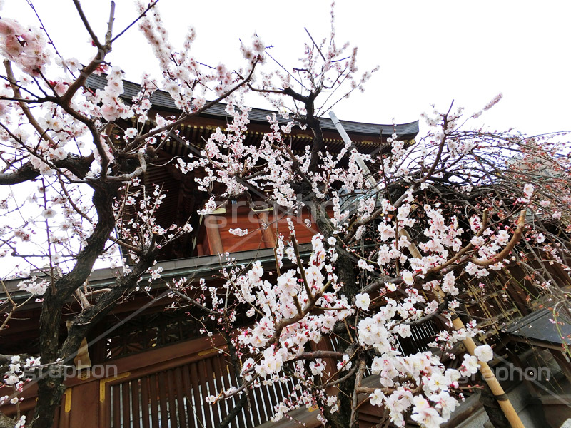 湯島天神の梅,梅,うめ,春,季語,湯島天満宮,文京区,神社,湯島神社,湯島天神,spring,japan,学問,合格祈願,参拝,まつり,祭り,花見,お花見,花,華,フラワー,flower