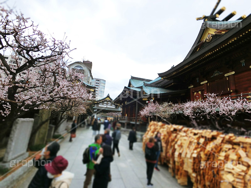湯島天神の梅,梅,うめ,春,季語,湯島天満宮,文京区,神社,湯島神社,湯島天神,spring,japan,学問,合格祈願,参拝,まつり,祭り,花見,お花見,花,華,フラワー,絵馬,flower