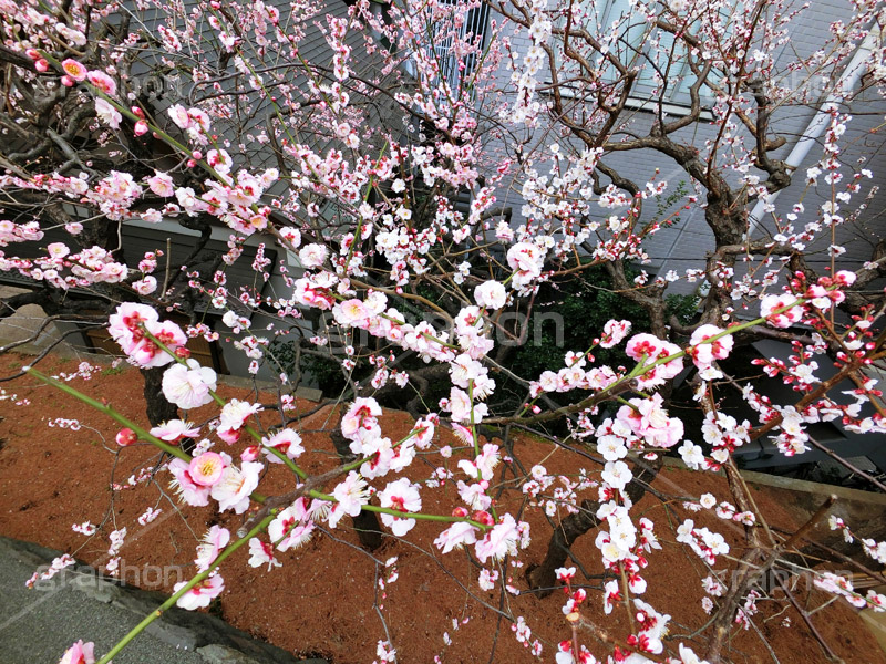 湯島天神の梅,梅,うめ,春,季語,湯島天満宮,文京区,神社,湯島神社,湯島天神,spring,japan,学問,合格祈願,参拝,まつり,祭り,花見,お花見,花,華,フラワー,flower
