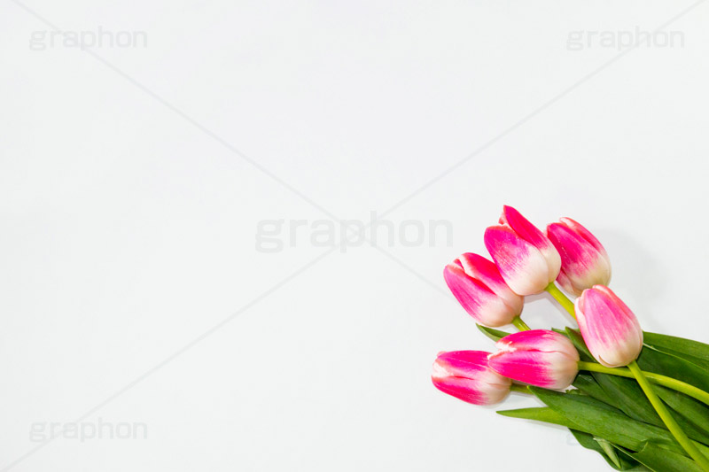 チューリップの花束,チューリップ,ちゅーりっぷ,花束,プレゼント,花,お花,フラワー,はな,花屋,flower,咲,春,tulip,spring,present,生花