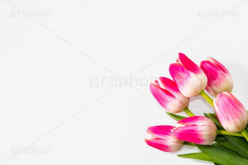 チューリップの花束,チューリップ,ちゅーりっぷ,花束,プレゼント,花,お花,フラワー,はな,花屋,flower,咲,春,tulip,spring,present,生花