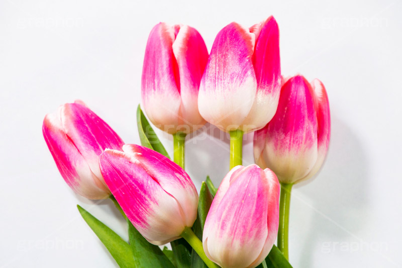 チューリップの花束,チューリップ,ちゅーりっぷ,花束,プレゼント,花,お花,フラワー,はな,花屋,flower,咲,春,tulip,spring,present,生花