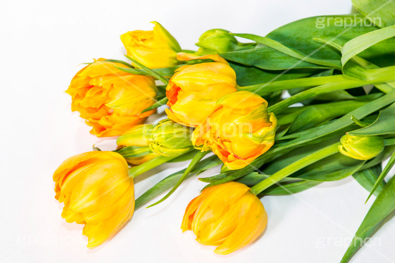 チューリップの花束,チューリップ,ちゅーりっぷ,花束,プレゼント,花,お花,フラワー,はな,花屋,flower,咲,春,tulip,spring,present,生花