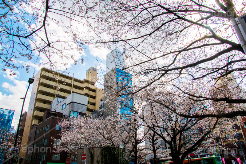 駒込駅前の桜,駒込,駅前,桜,さくら,ソメイヨシノ,豊島区,駒込駅,ロータリー,blossom,spring,flower,japan