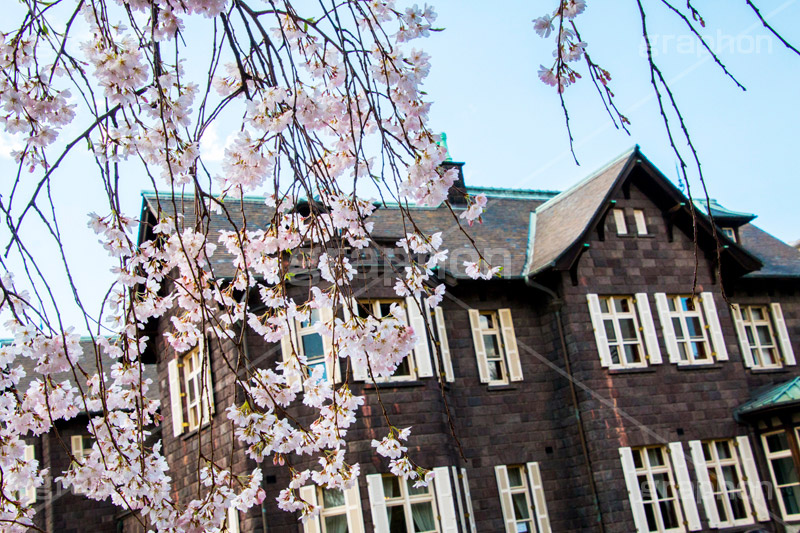 旧古河庭園のしだれ桜,枝垂桜,しだれ桜,さくら,桜,花,フラワー,旧古河庭園,洋館,ジョサイア,ミステリー,北区,都立庭園,名所,国有財産,名勝,春,spring,tokyo,flower,庭,庭園,西洋,洋風,西洋館,洋風庭園,洋式庭園,上中里,満開,咲く,blossom,japan