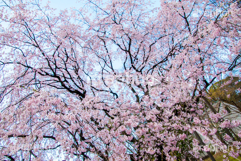 六義園のしだれ桜,六義園,東京都,文京区,庭園,日本庭園,枝垂桜,しだれ桜,さくら,桜,花,フラワー,春,spring,tokyo,flower,庭,名所,満開,咲く,blossom,japan
