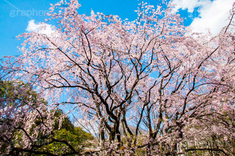 六義園のしだれ桜,六義園,東京都,文京区,庭園,日本庭園,枝垂桜,しだれ桜,さくら,桜,花,フラワー,春,spring,tokyo,flower,庭,名所,満開,咲く,blossom,japan,青空