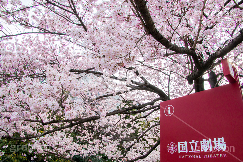 国立劇場の桜,国立劇場,芸術,歌舞伎,演劇,東京都,千代田区,劇場,さくら,桜,花,フラワー,春,spring,tokyo,flower,名所,満開,咲く,神代曙,鮮やか,紅色,看板,標示,blossom,japan