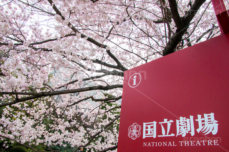 国立劇場の桜,国立劇場,芸術,歌舞伎,演劇,東京都,千代田区,劇場,さくら,桜,花,フラワー,春,spring,tokyo,flower,名所,満開,咲く,神代曙,鮮やか,紅色,看板,標示,blossom,japan