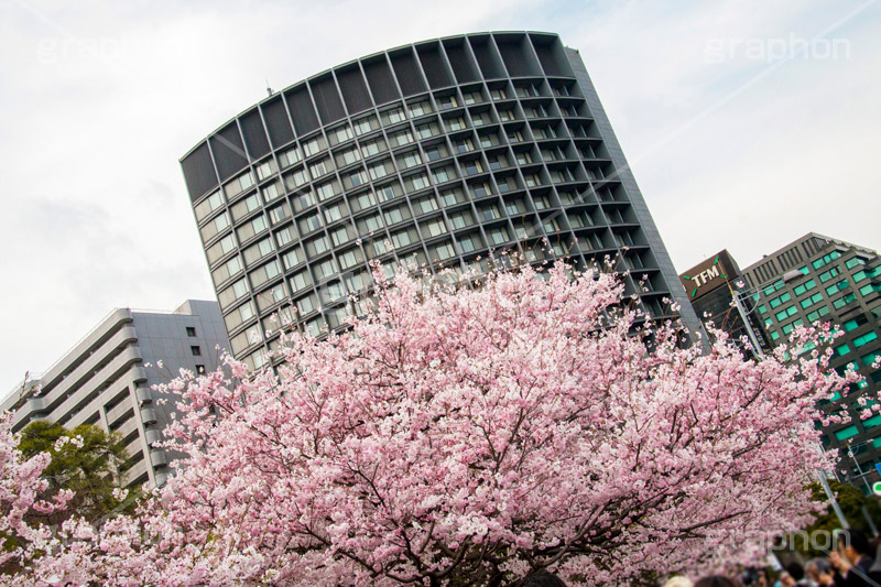 国立劇場の桜,国立劇場,芸術,歌舞伎,演劇,東京都,千代田区,劇場,さくら,桜,花,フラワー,春,spring,tokyo,flower,名所,満開,咲く,神代曙,鮮やか,紅色,blossom,japan