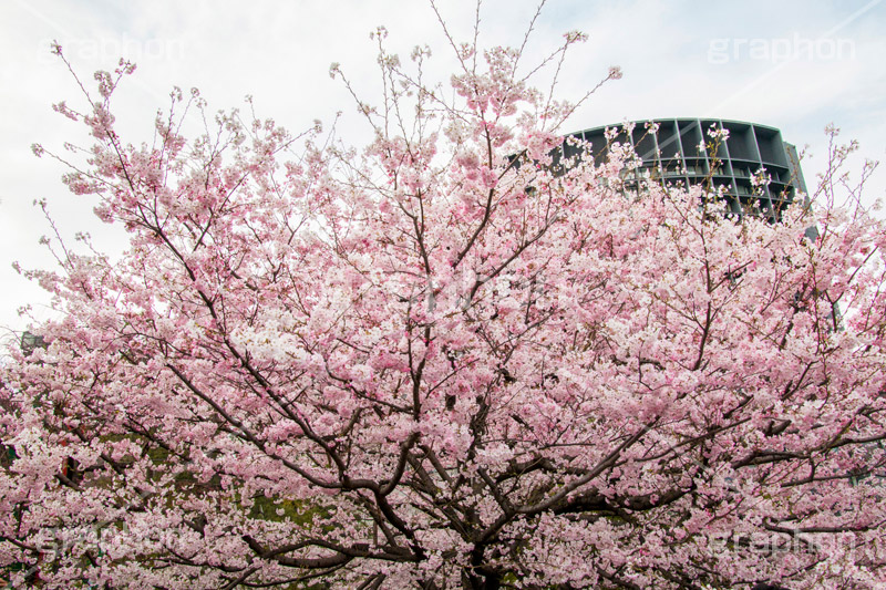 国立劇場の桜,国立劇場,芸術,歌舞伎,演劇,東京都,千代田区,劇場,さくら,桜,花,フラワー,春,spring,tokyo,flower,名所,満開,咲く,神代曙,鮮やか,紅色,blossom