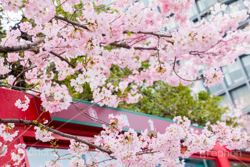国立劇場の桜,国立劇場,芸術,歌舞伎,演劇,東京都,千代田区,劇場,さくら,桜,花,フラワー,春,spring,tokyo,flower,名所,満開,咲く,神代曙,鮮やか,紅色,blossom,japan