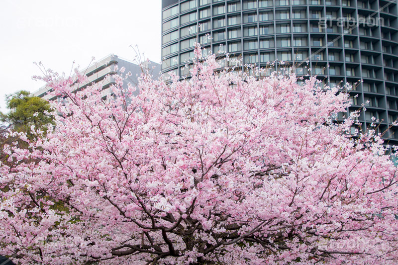 国立劇場の桜,国立劇場,芸術,歌舞伎,演劇,東京都,千代田区,劇場,さくら,桜,花,フラワー,春,spring,tokyo,flower,名所,満開,咲く,神代曙,鮮やか,紅色,blossom,japan