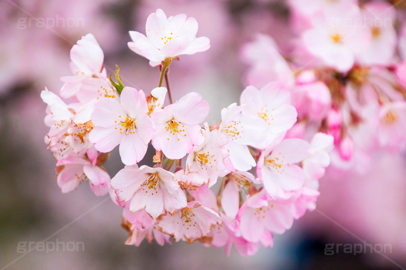 桜の花びら,さくら,桜,花,フラワー,春,spring,flower,花びら,花弁,満開,咲く,ピンク,神代曙,blossom,japan
