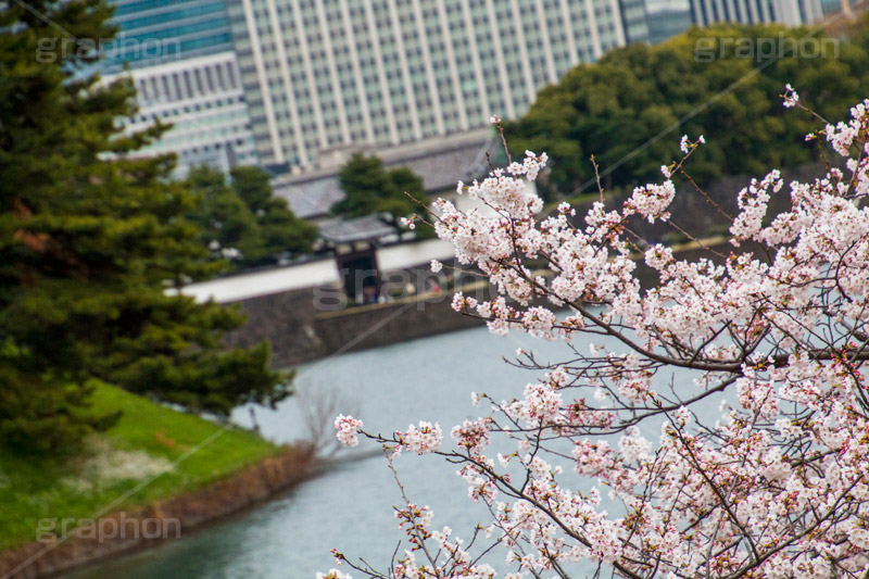 皇居と桜,桜,さくら,春,フラワー,ソメイヨシノ,皇居,池,堀,お堀,内堀,溜池,天皇,宮殿,東京,千代田区,大手町,桜田門,重要文化財,japan,tokyo,spring,flower,blossom