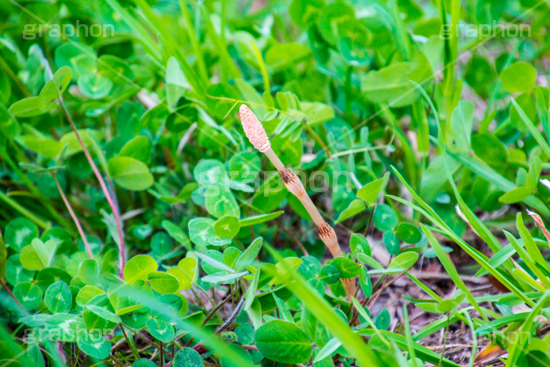 野に咲くつくし,つくし,ツクシ,土筆,野菜,スギナ,春,spring,季節,野原,雑草,季語