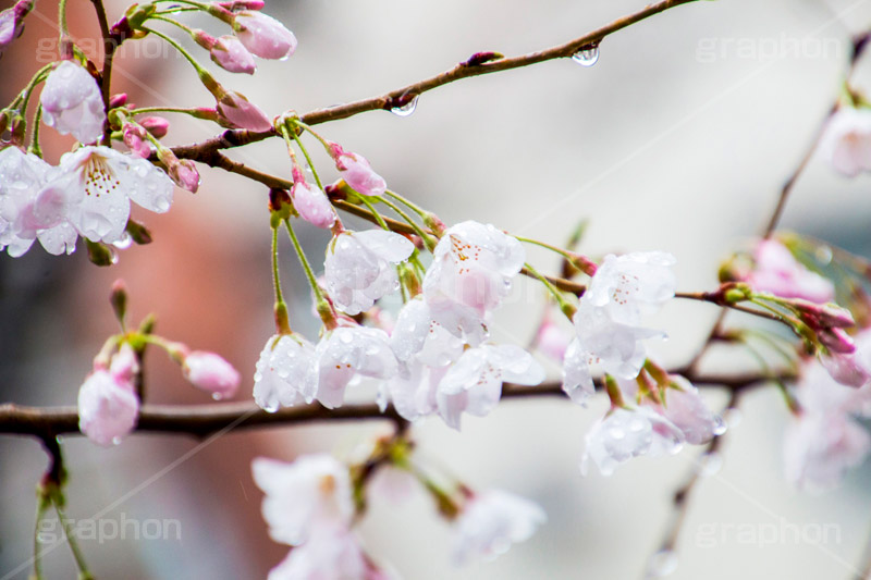 桜のつぼみと雨粒,つぼみ,雨粒,あめ,雨,水滴,開花,さくら,桜,春,フラワー,枝,ソメイヨシノ,blossom,japan,spring,flower